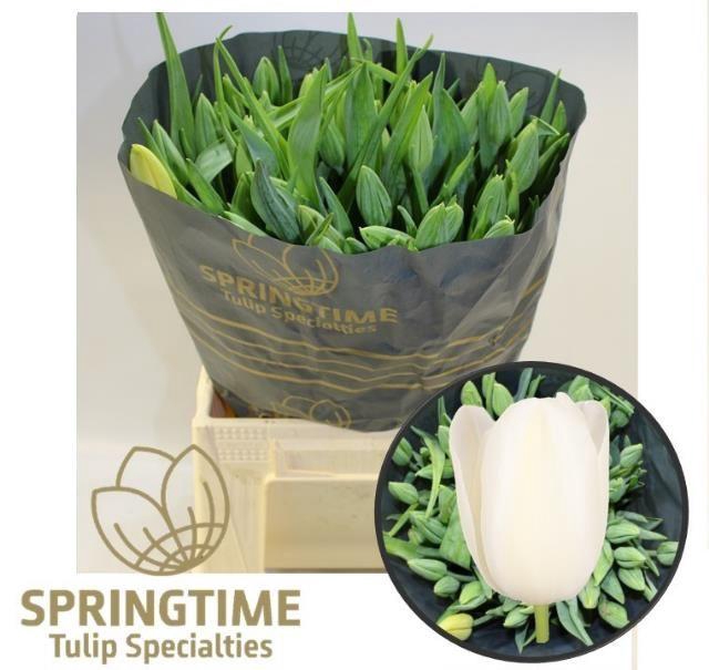 <h4>TU EN MAUREEN</h4>