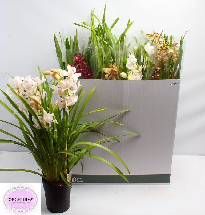 <h4>CYMB GEMENGD</h4>