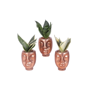 Sansevieria trif. Mix pot ø06cm Ceramic Face Pot Bronze Ø09cm