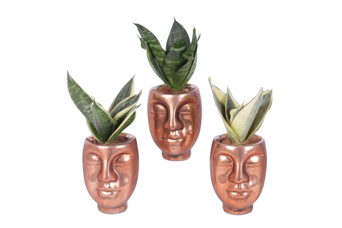 <h4>Sansevieria trif. Mix pot ø06cm Ceramic Face Pot Bronze Ø09cm</h4>