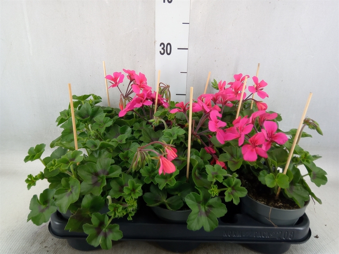 <h4>Pelargonium pelt.   ...</h4>
