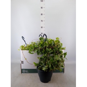 Hedera helix 'Mint Kolibri'