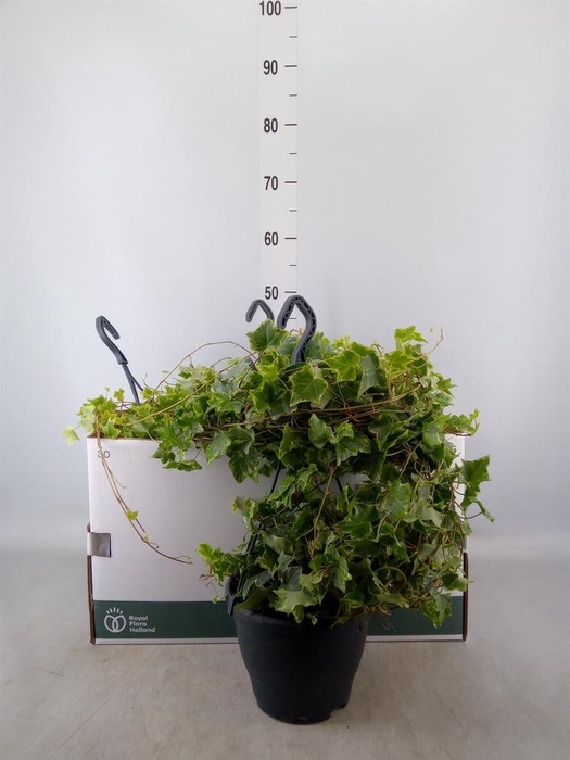 <h4>Hedera helix 'Mint Kolibri'</h4>