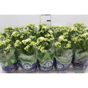 KALANCHOE DOBRADO P11 BRANCO