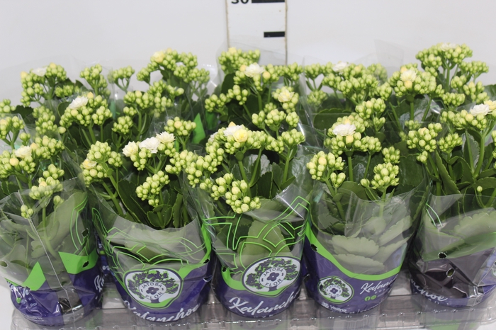 <h4>KALANCHOE DOBRADO P11 BRANCO</h4>