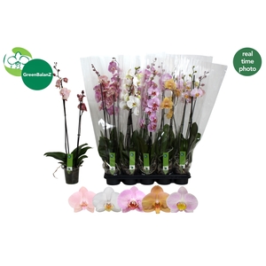 PHAL GEM