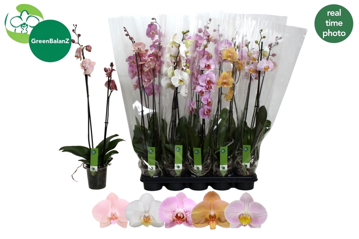 <h4>PHAL GEM</h4>