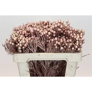 KAAPS GROEN SILVER BRUNIA ROSE GOLD H%*