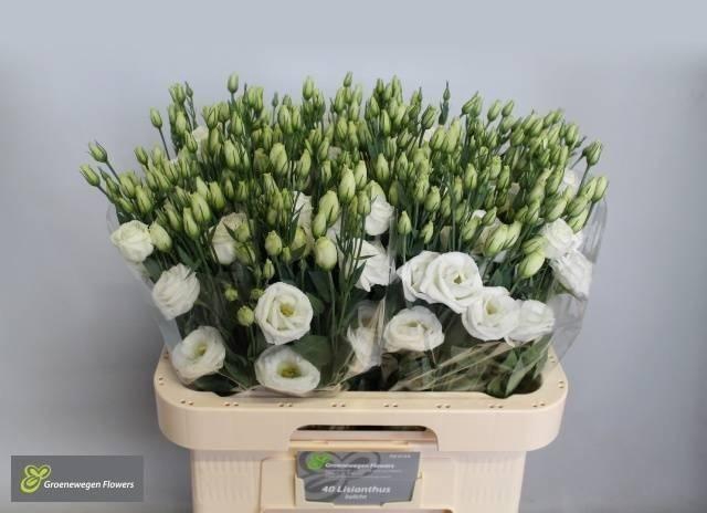 <h4>EUS G ROSI  WHITE</h4>