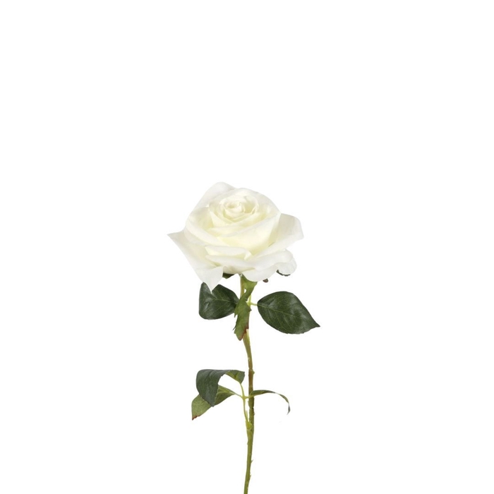 <h4>Rosa 54cm</h4>