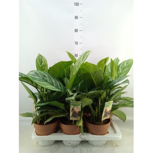 Aglaonema   ...