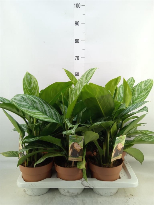 <h4>Aglaonema   ...</h4>
