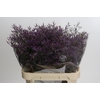 Limonium Safora Dark Blue