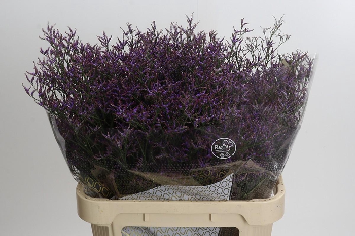 <h4>Limonium Safora Dark Blue</h4>