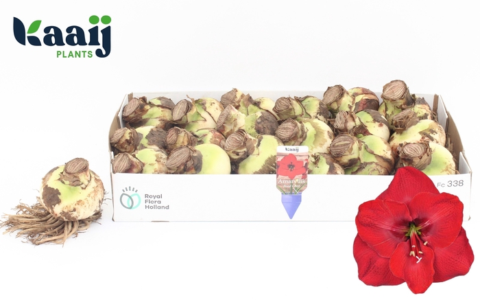 <h4>BLOEMBOL HIPPEASTRUM</h4>