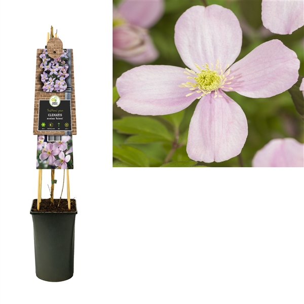 <h4>Clematis montana 'Rubens' +3.0 label</h4>