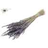 Lavendel Premium 100gr per bunch