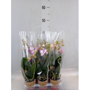 Phalaenopsis  'Ant Rotterdam'