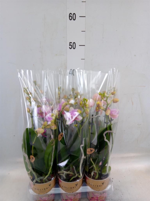 <h4>Phalaenopsis  'Ant Rotterdam'</h4>