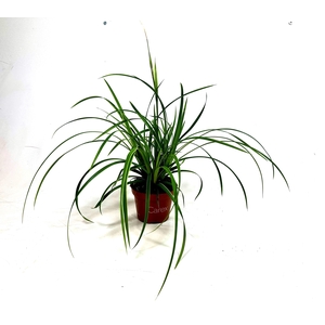 Carex Ice Dance p10,5