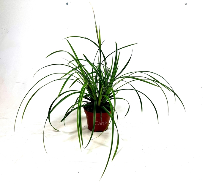 <h4>Carex Ice Dance p10,5</h4>