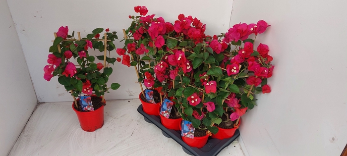 <h4>BOUGAINV DANIA</h4>