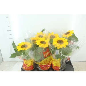 GIRASSOL MINI SUN BRIGHT P15