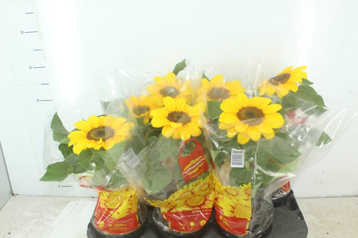 <h4>GIRASSOL MINI SUN BRIGHT P15</h4>