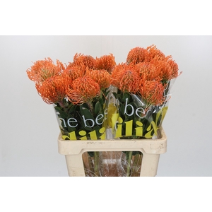 Nutans Ayoba Mandarin Zest