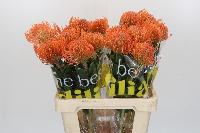 <h4>Nutans Ayoba Mandarin Zest</h4>