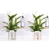 Spathiphyllum in P&PURE Eline 2 ceramics ass. 2