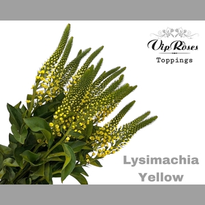 LYSIMACHIA YELLOW x50