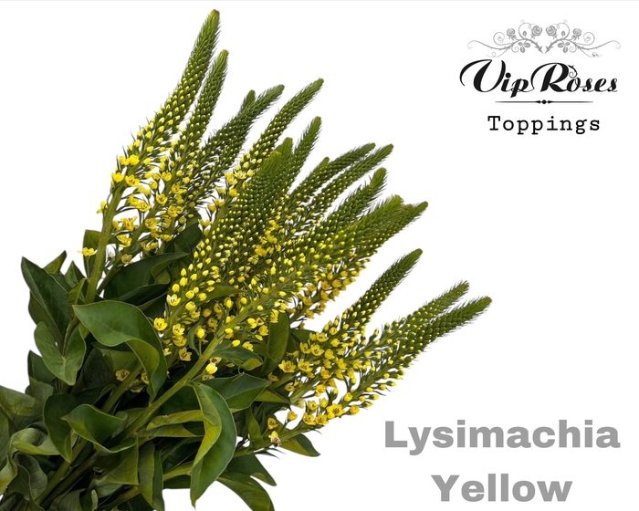 <h4>LYSIMACHIA YELLOW x50</h4>