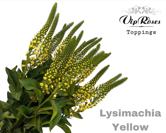 <h4>Lysimachia Yellow X40</h4>