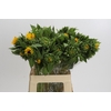 Helianthus Orange Fire
