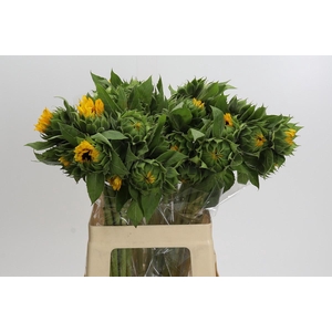 Helianthus Orange Fire