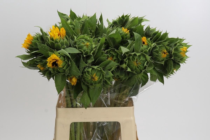 <h4>Helianthus Orange Fire</h4>