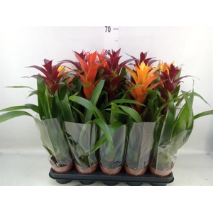 Guzmania   ...mix