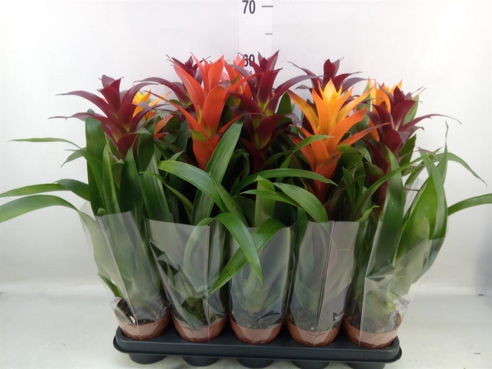 <h4>Guzmania   ...mix</h4>