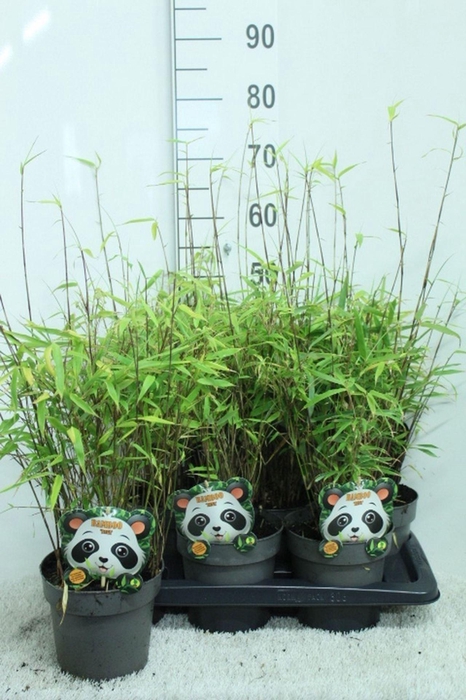 Fargesia rufa