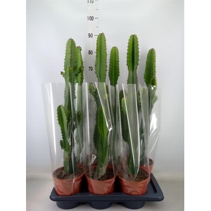 Euphorbia acrurensis