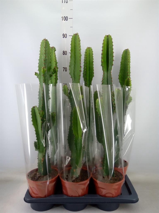 <h4>Euphorbia acrurensis</h4>