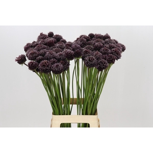 Allium Punky Boy
