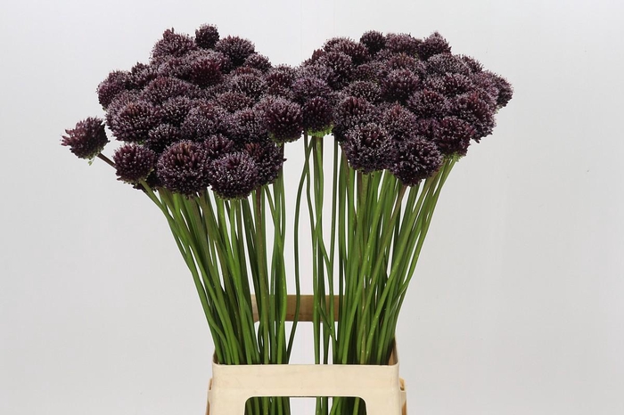 <h4>Allium Punky Boy</h4>