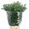 Euc. Parvifolia