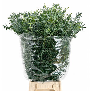 EUC. PARVIFOLIA 300 GR