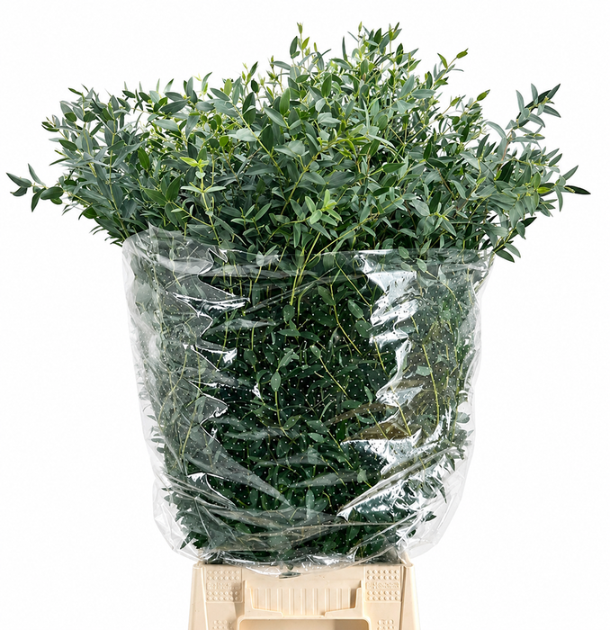 EUC. PARVIFOLIA 300 GR