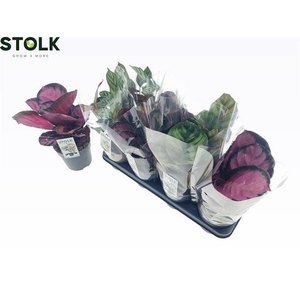 Calathea mix