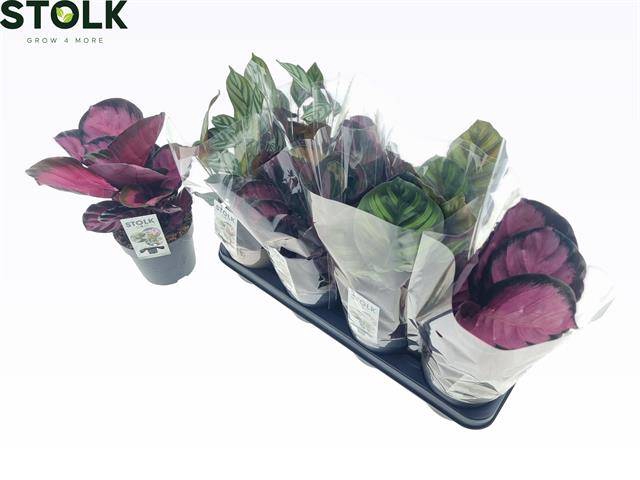 <h4>Calathea mix</h4>
