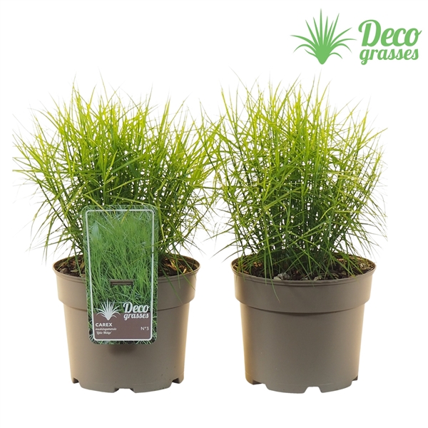 <h4>Carex muskingumensis 'Little Midge'</h4>